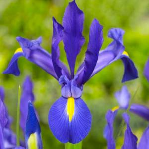 Iris