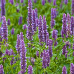 patchouli